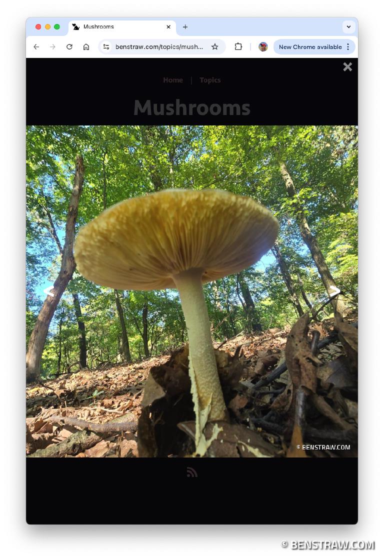 gallery paging gallery paging