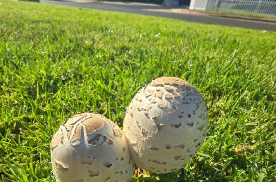 2024-08-12 17.22.39.jpg