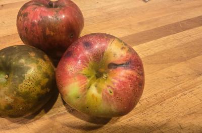 2024-08-31 19.32.16.jpg