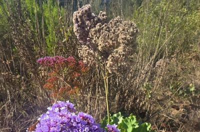 2024-08-29 16.17.12.jpg